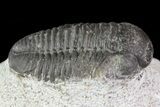 Gerastos Trilobite Fossil - Morocco #69102-3